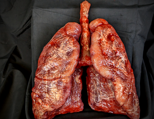 BP- Lungs